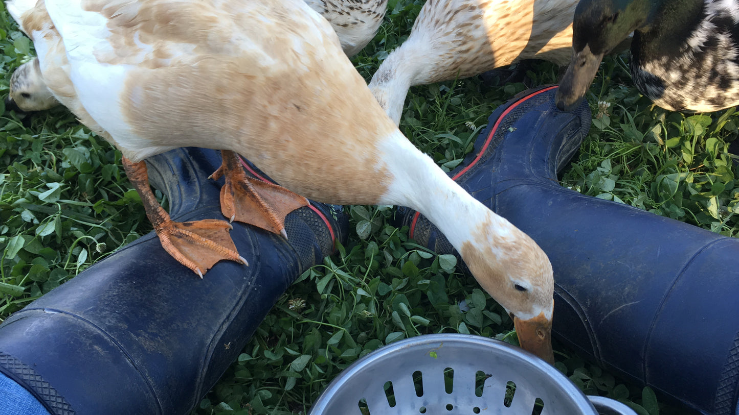 Duck Eggs (Organically Fed | Non-GMO | Pasture Raised | Extra Large) PICK-UP ONLY in Zachary and Clinton