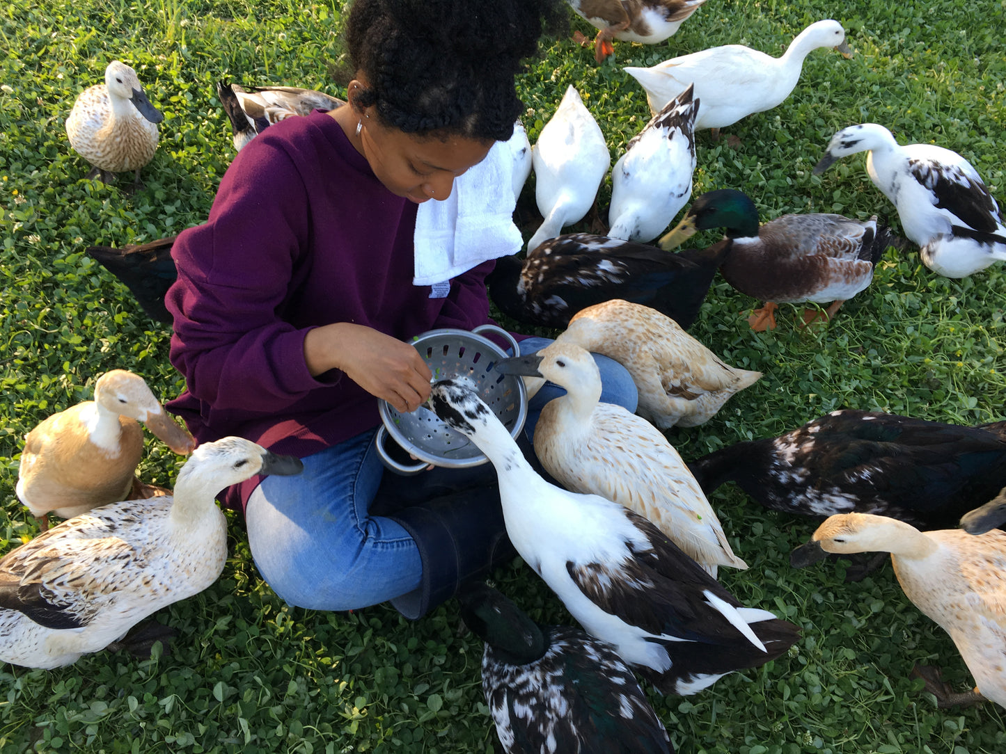 Duck Eggs (Organically Fed | Non-GMO | Pasture Raised | Extra Large) PICK-UP ONLY in Zachary and Clinton
